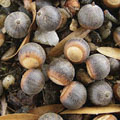 Acorns